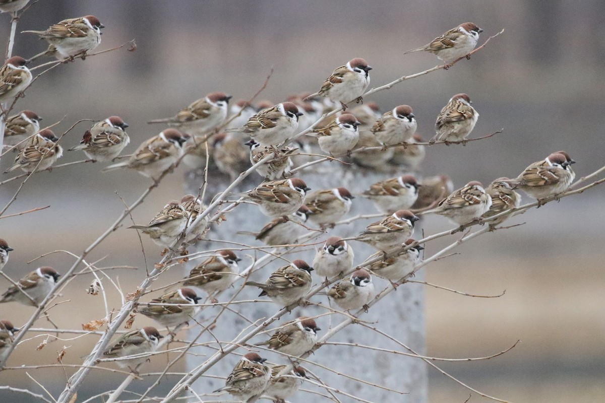 Eurasian Tree Sparrow - Charley Hesse TROPICAL BIRDING