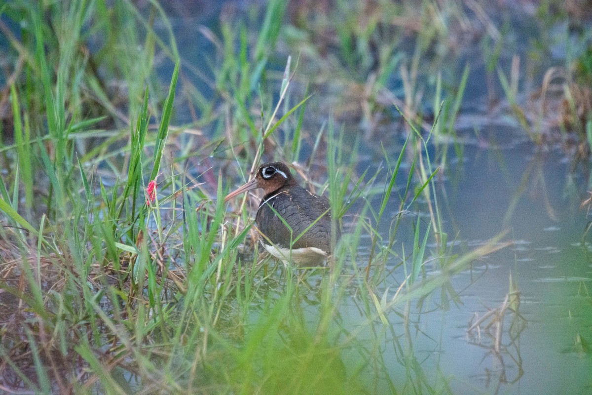 Greater Painted-Snipe - ML203434981