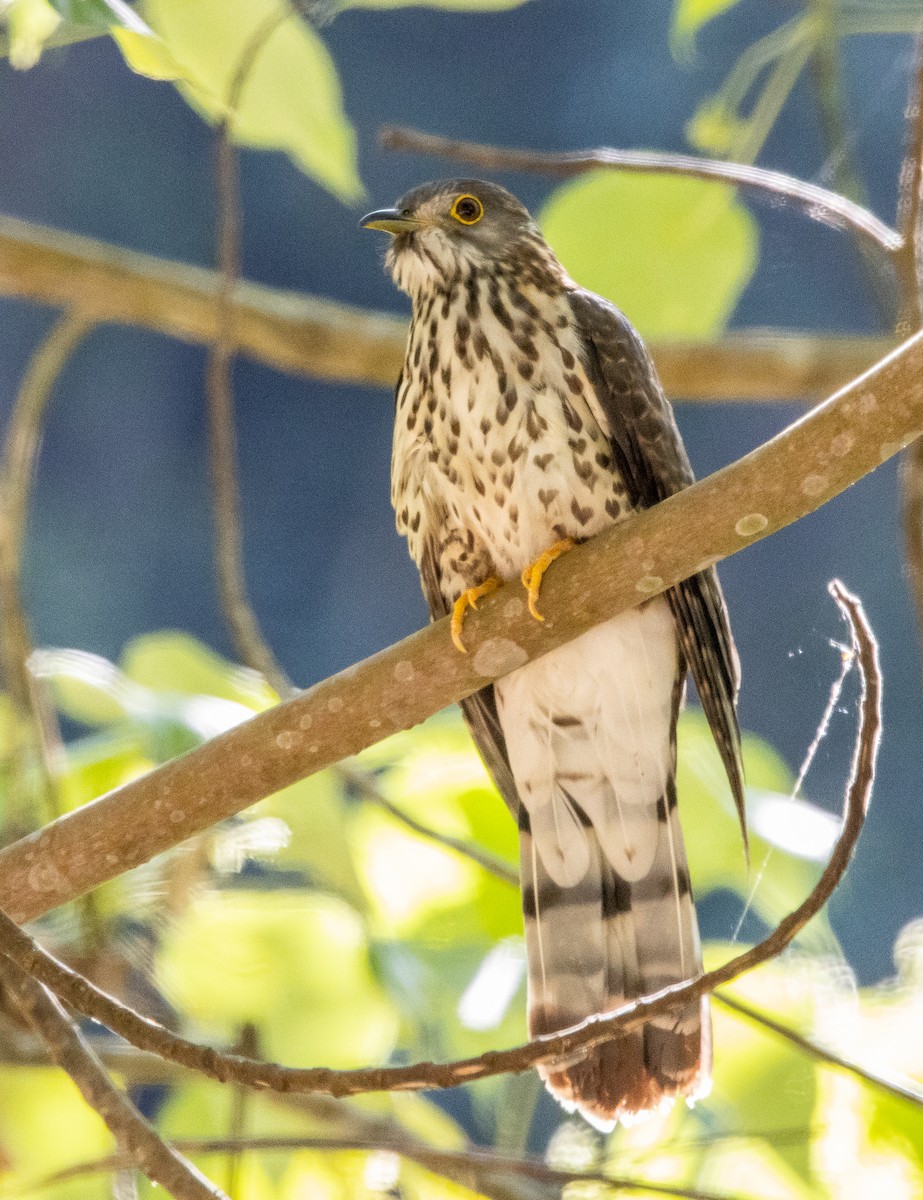 Hodgson's Hawk-Cuckoo - Joo Aun Hneah