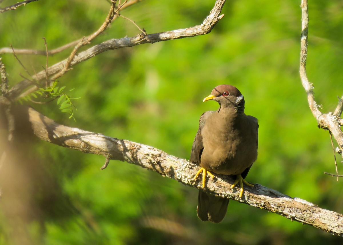 Band-tailed Pigeon - ML203436161