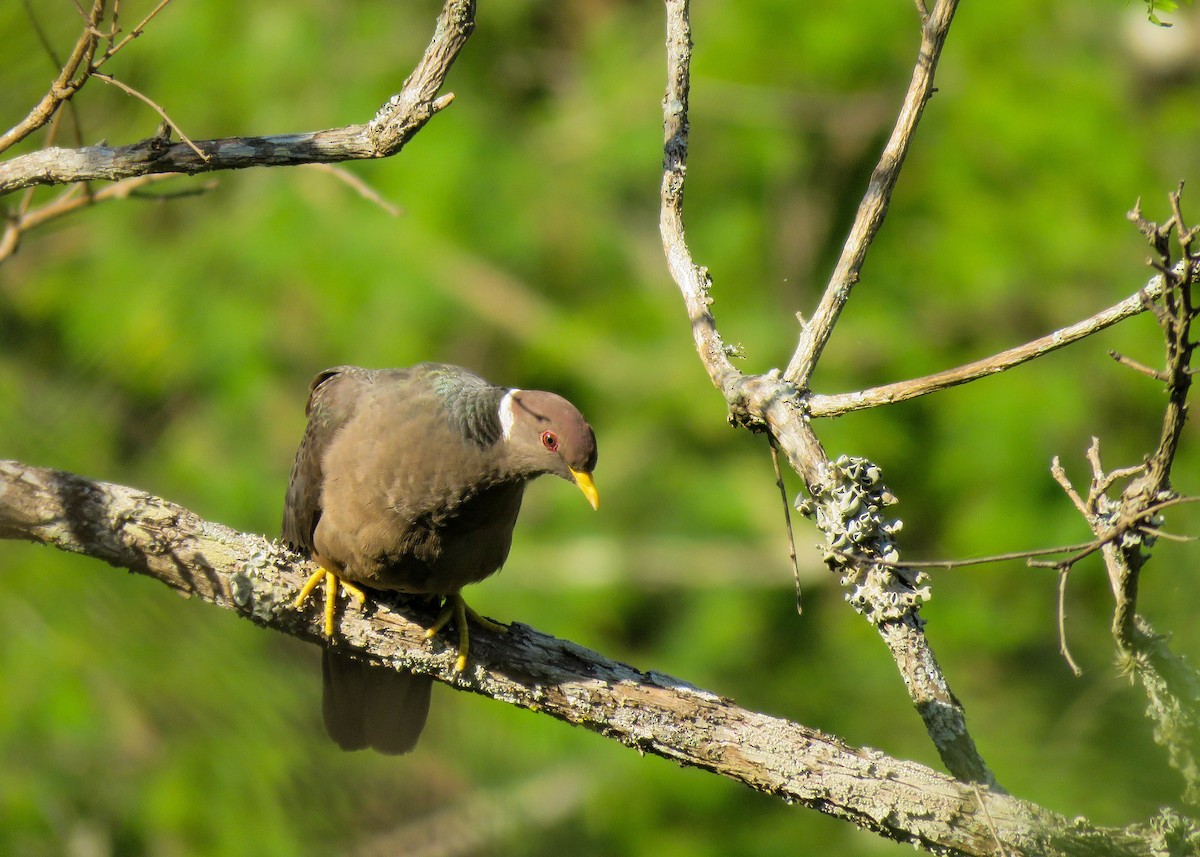 Band-tailed Pigeon - Maria del Castillo