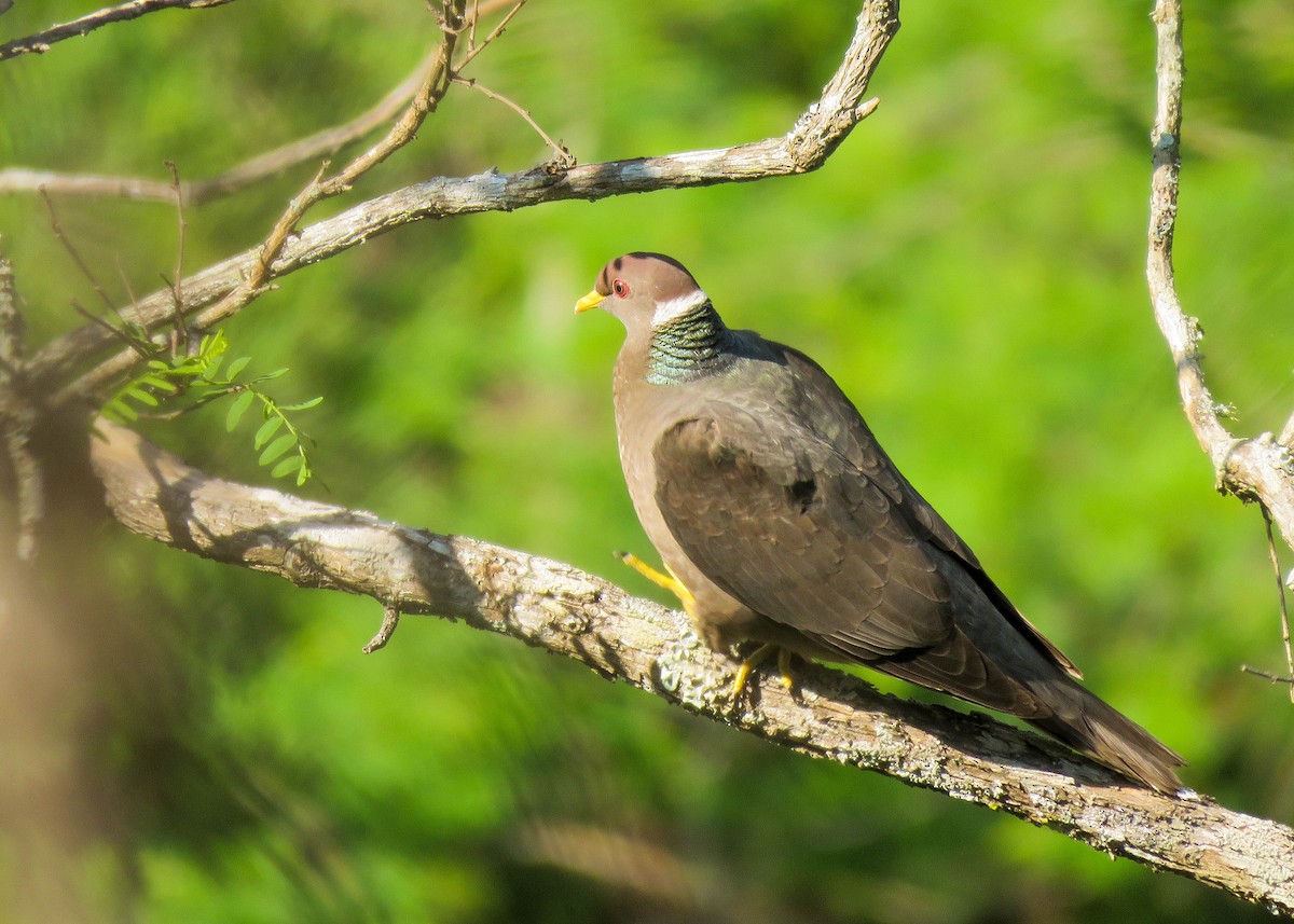 Band-tailed Pigeon - ML203436241