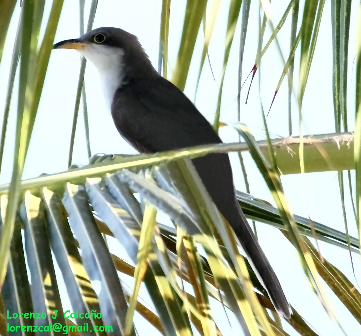 Pearly-breasted Cuckoo - Lorenzo Calcaño