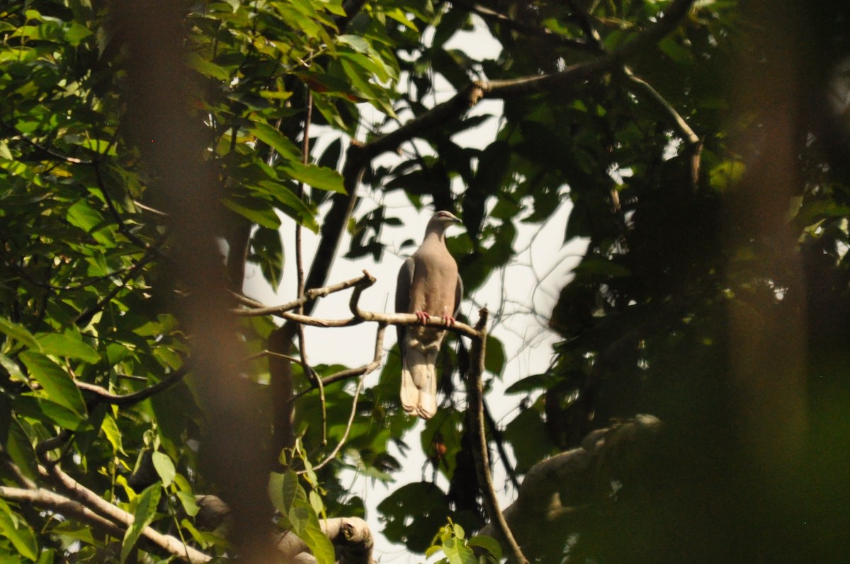 Ring-tailed Pigeon - ML203442371