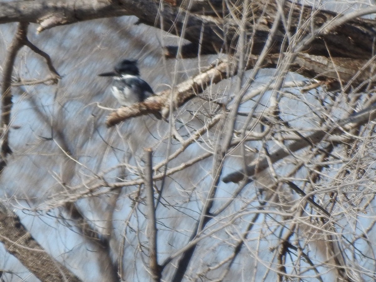 Belted Kingfisher - ML203443311
