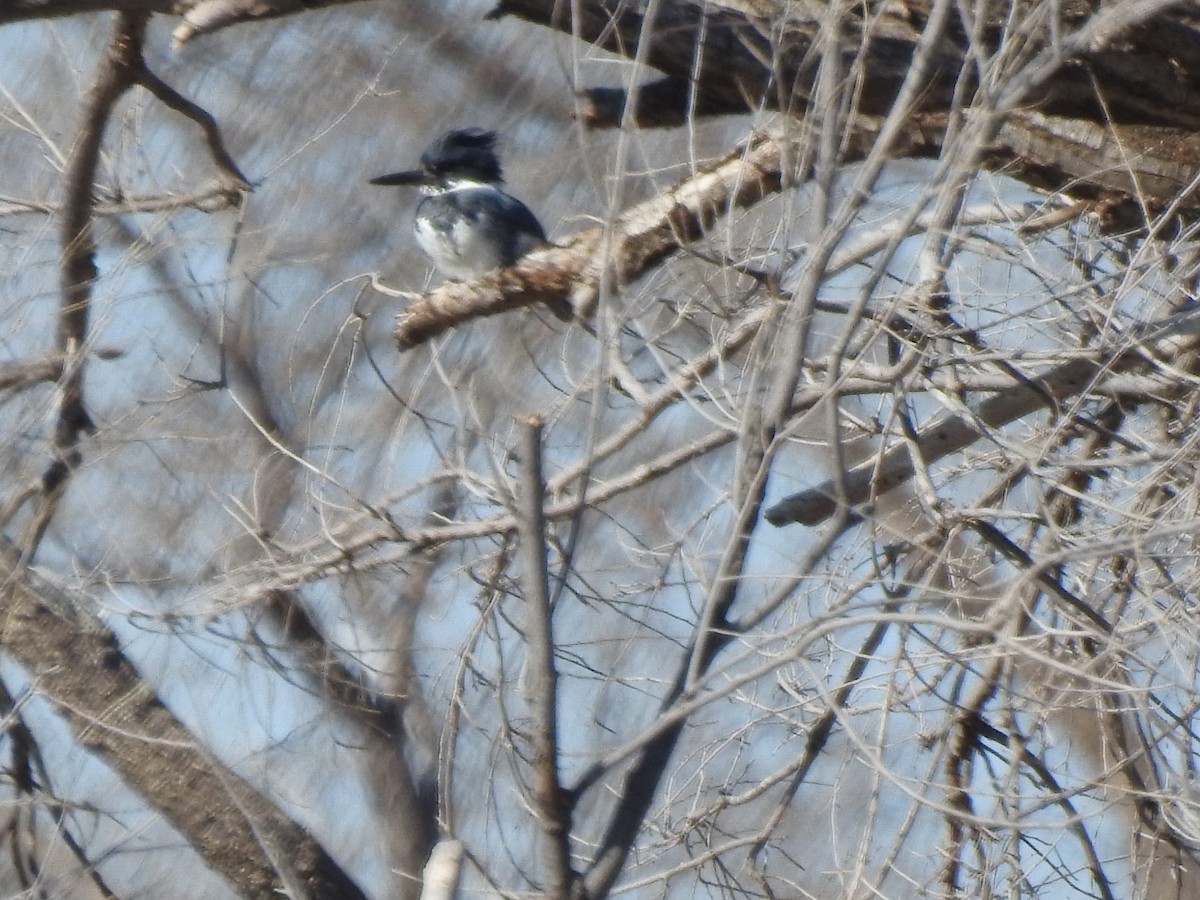 Belted Kingfisher - ML203443321