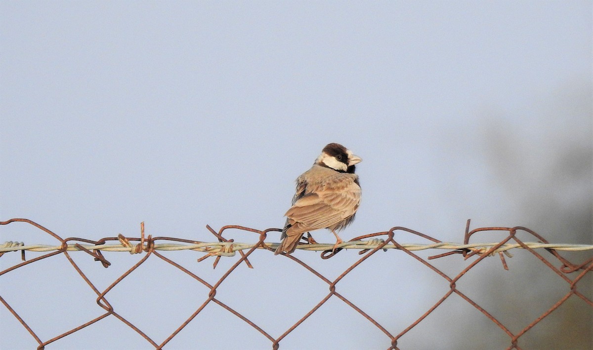 Black-crowned Sparrow-Lark - ML203446481