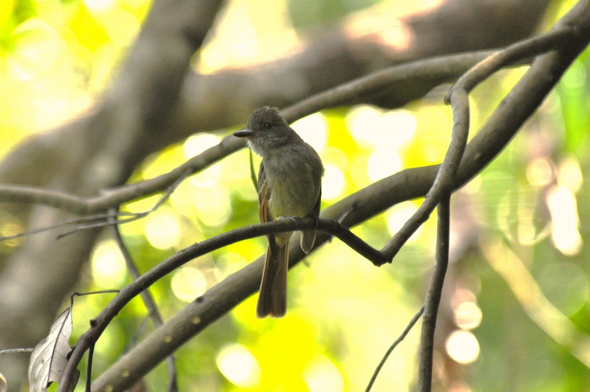 Rufous-tailed Flycatcher - ML203446521