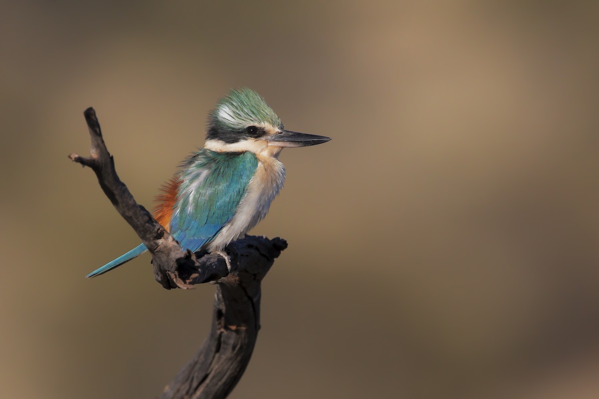 Red-backed Kingfisher - ML203447121