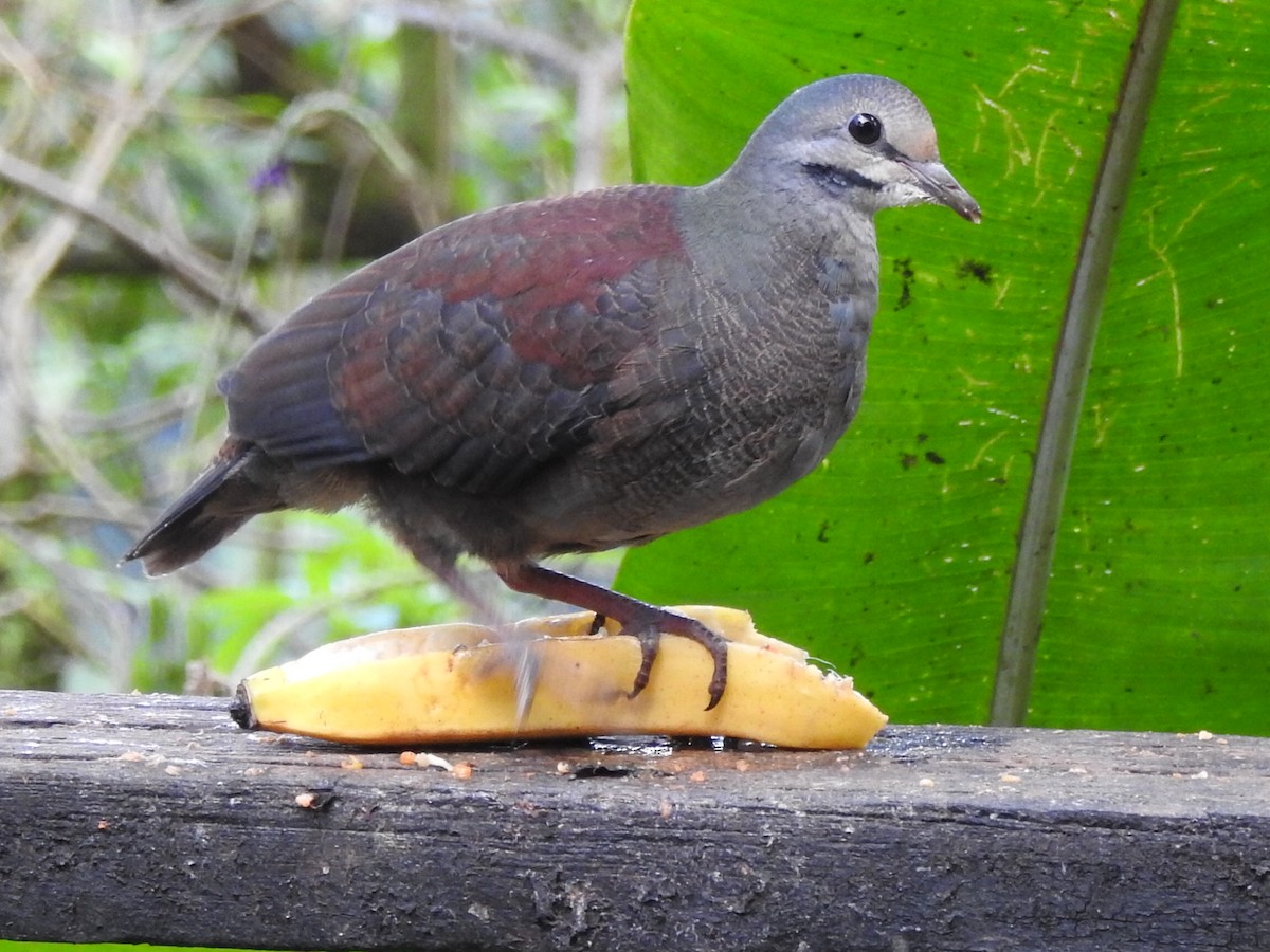 Buff-fronted Quail-Dove - ML203448991