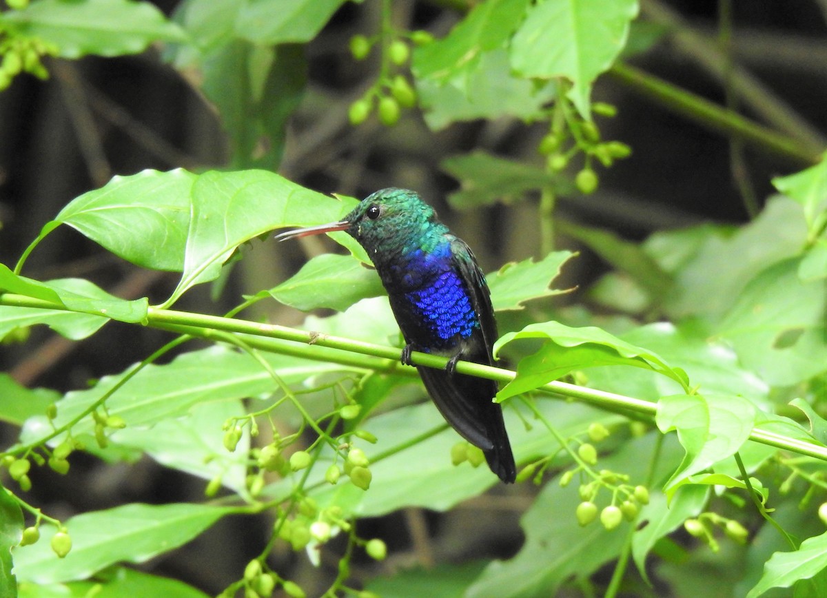 Violet-bellied Hummingbird - gustavo barragán mosquera