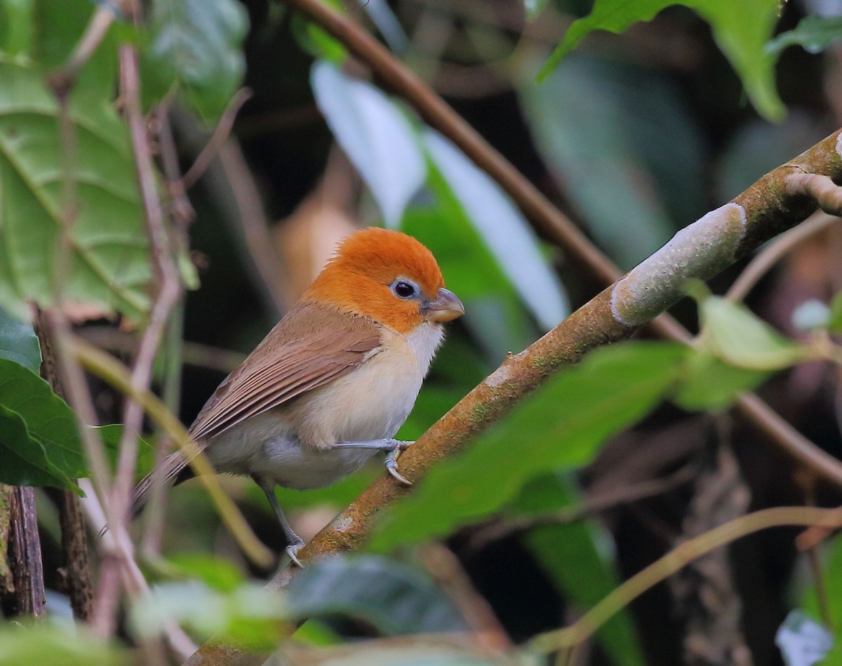 White-breasted Parrotbill - ML203452281