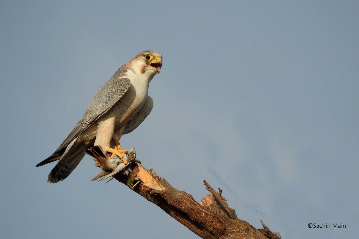 Peregrine Falcon (Red-capped) - Sachin  Main