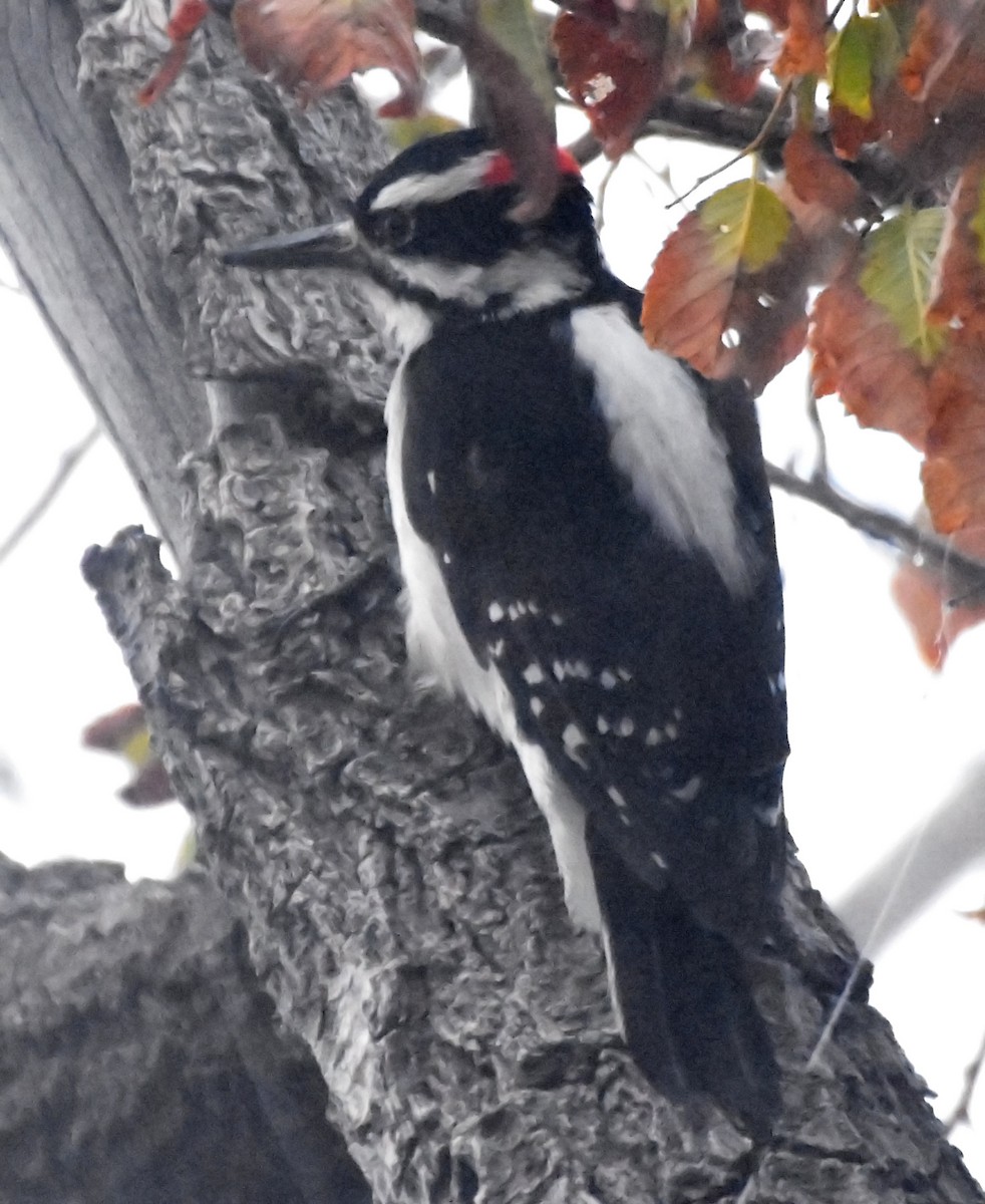 Hairy Woodpecker (Rocky Mts.) - ML20345761