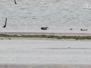 Brant, ML203457891