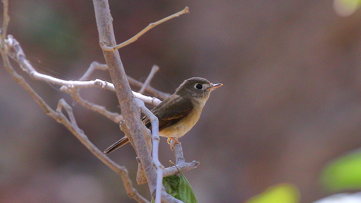 Brown-breasted Flycatcher - ML203459821