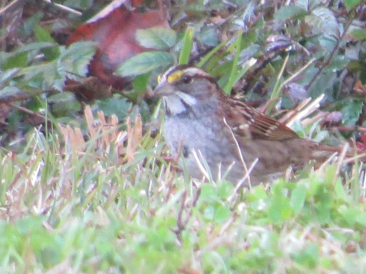 White-throated Sparrow - Steven Howell