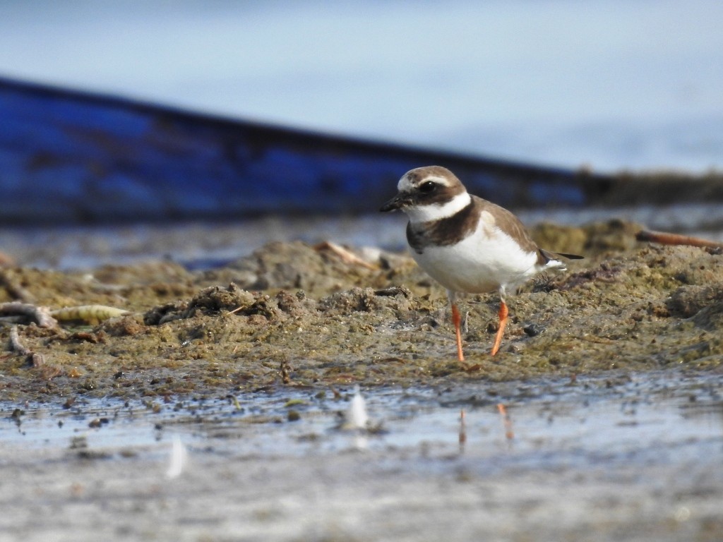 Common Ringed Plover - ML203462601