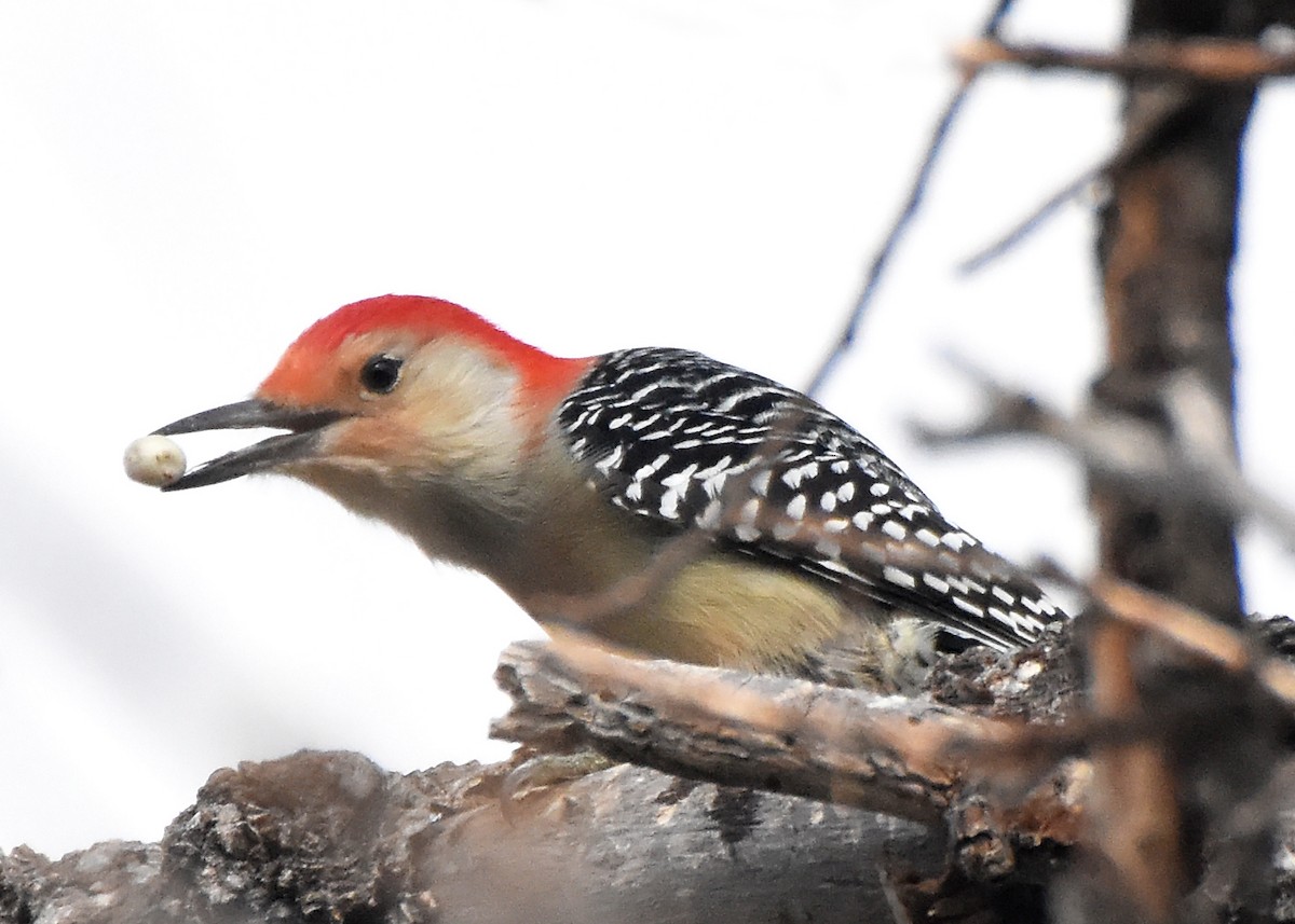 Red-bellied Woodpecker - ML20347021
