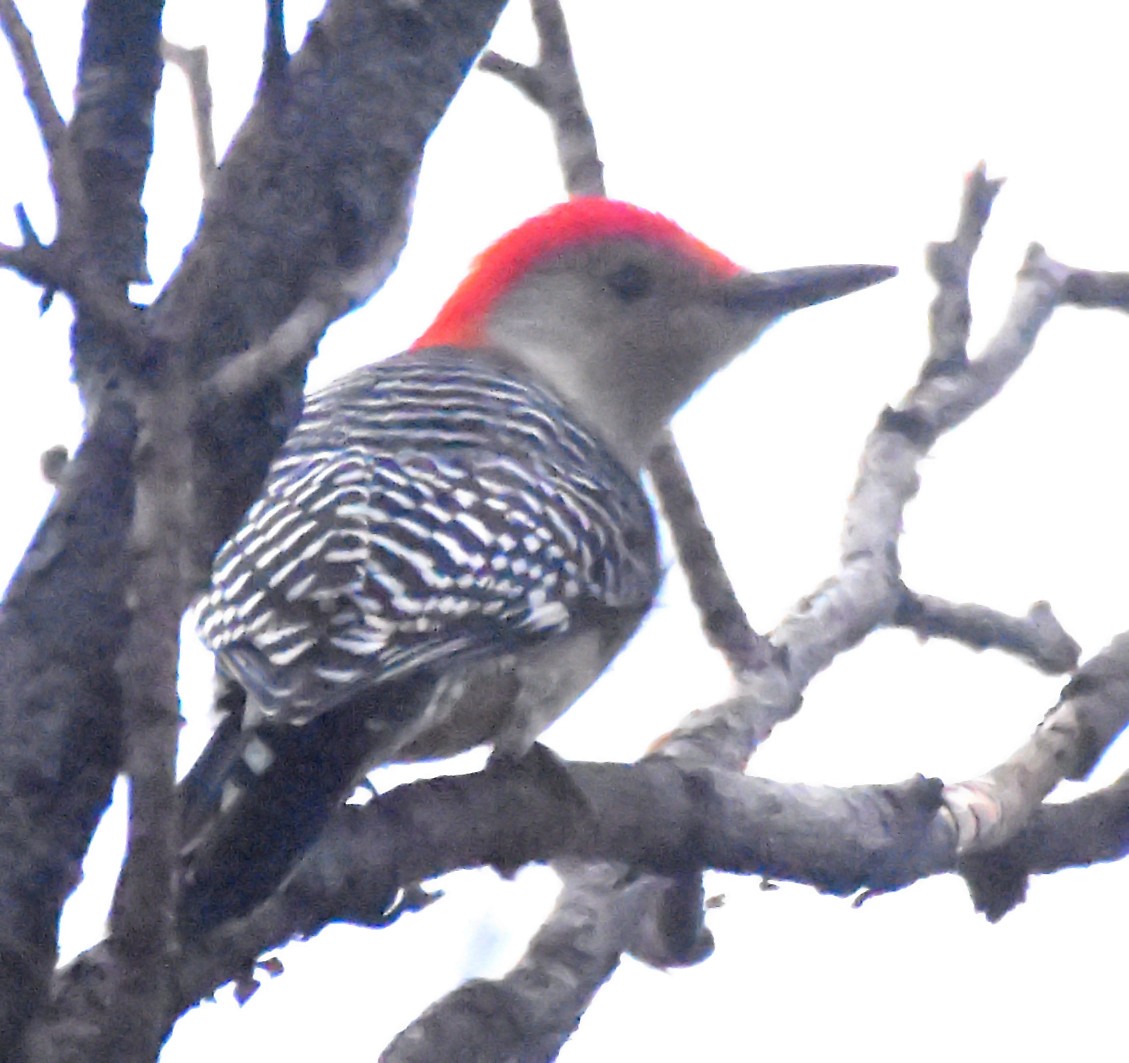Red-bellied Woodpecker - ML20347031