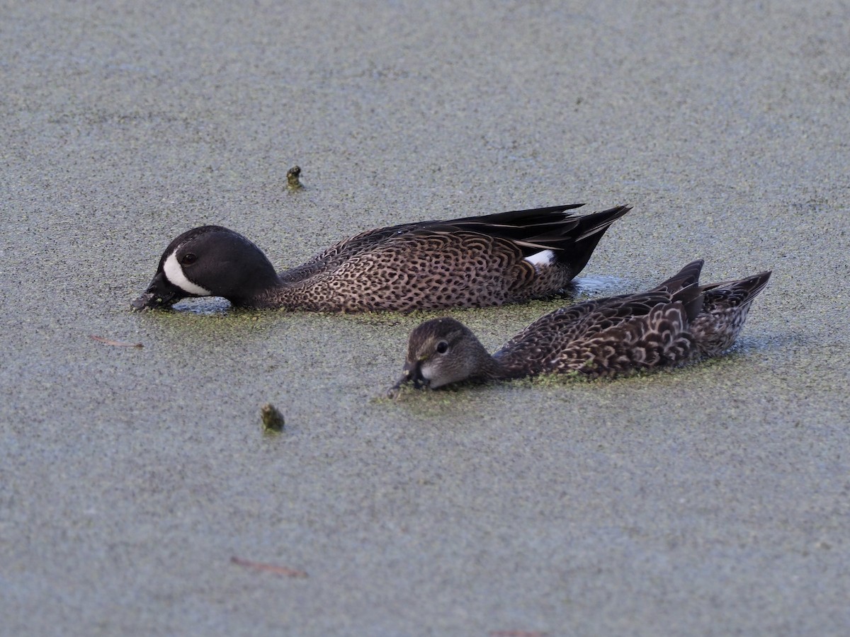 Blue-winged Teal - ML203473121