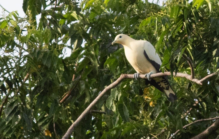 Yellowish Imperial-Pigeon - ML203474151