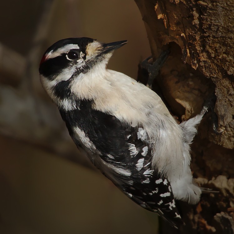 Downy Woodpecker - ML203475501