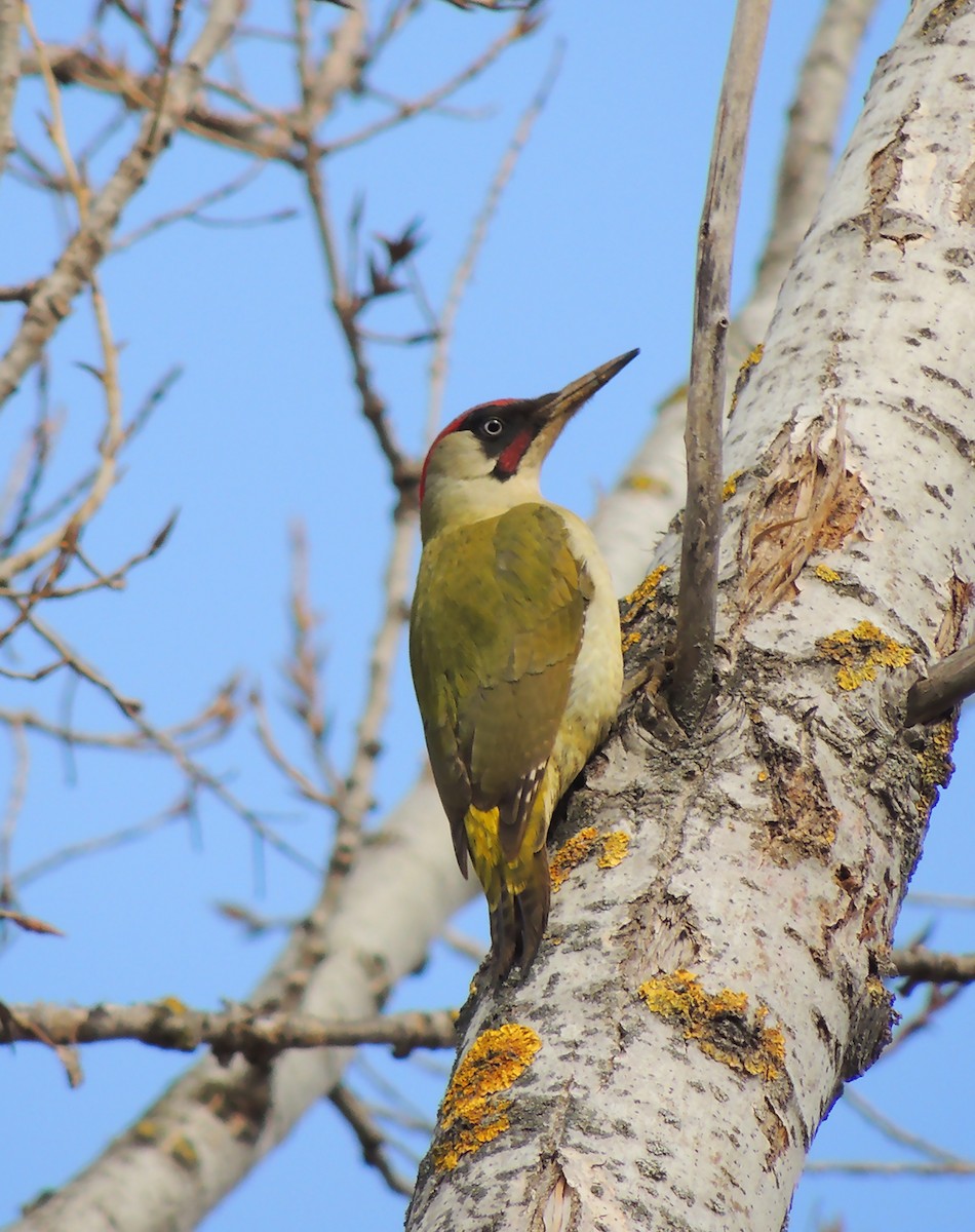 Eurasian Green Woodpecker - ML203475931