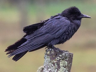 Crow Cape Crow Cape