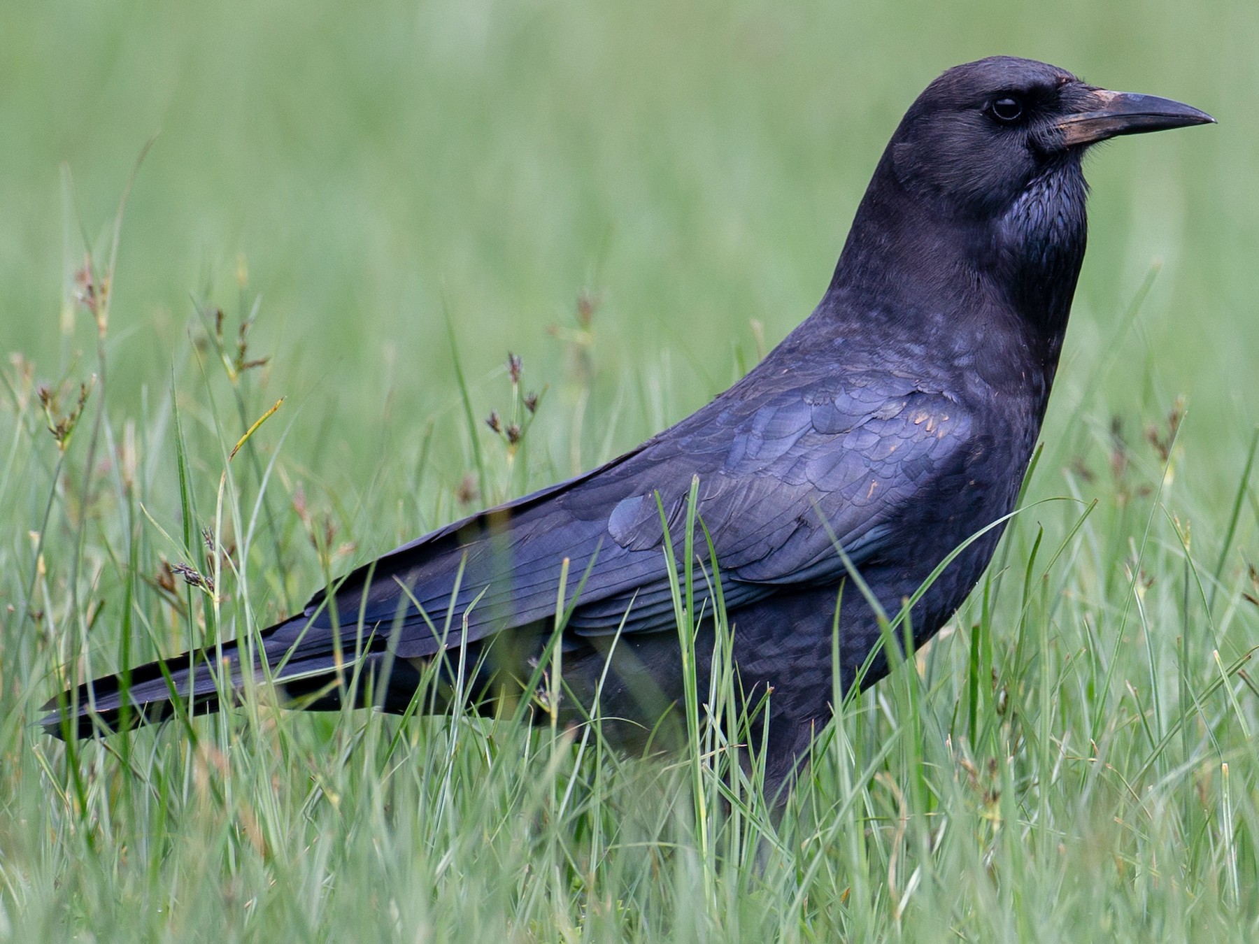 ツルハシガラス Ebird