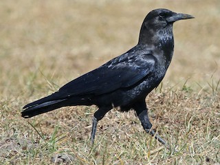 Crow Cape Crow Cape