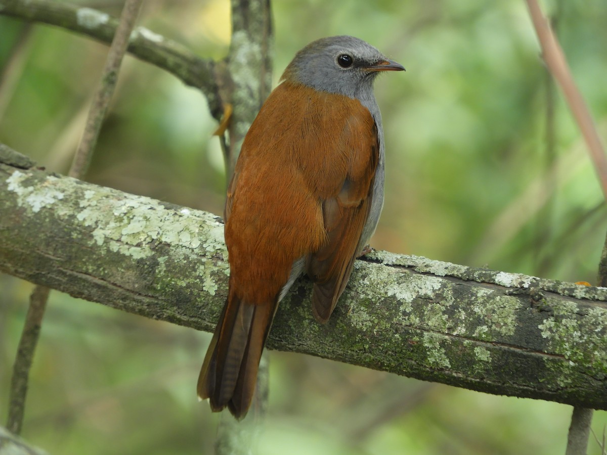Andean Solitaire - ML203485421