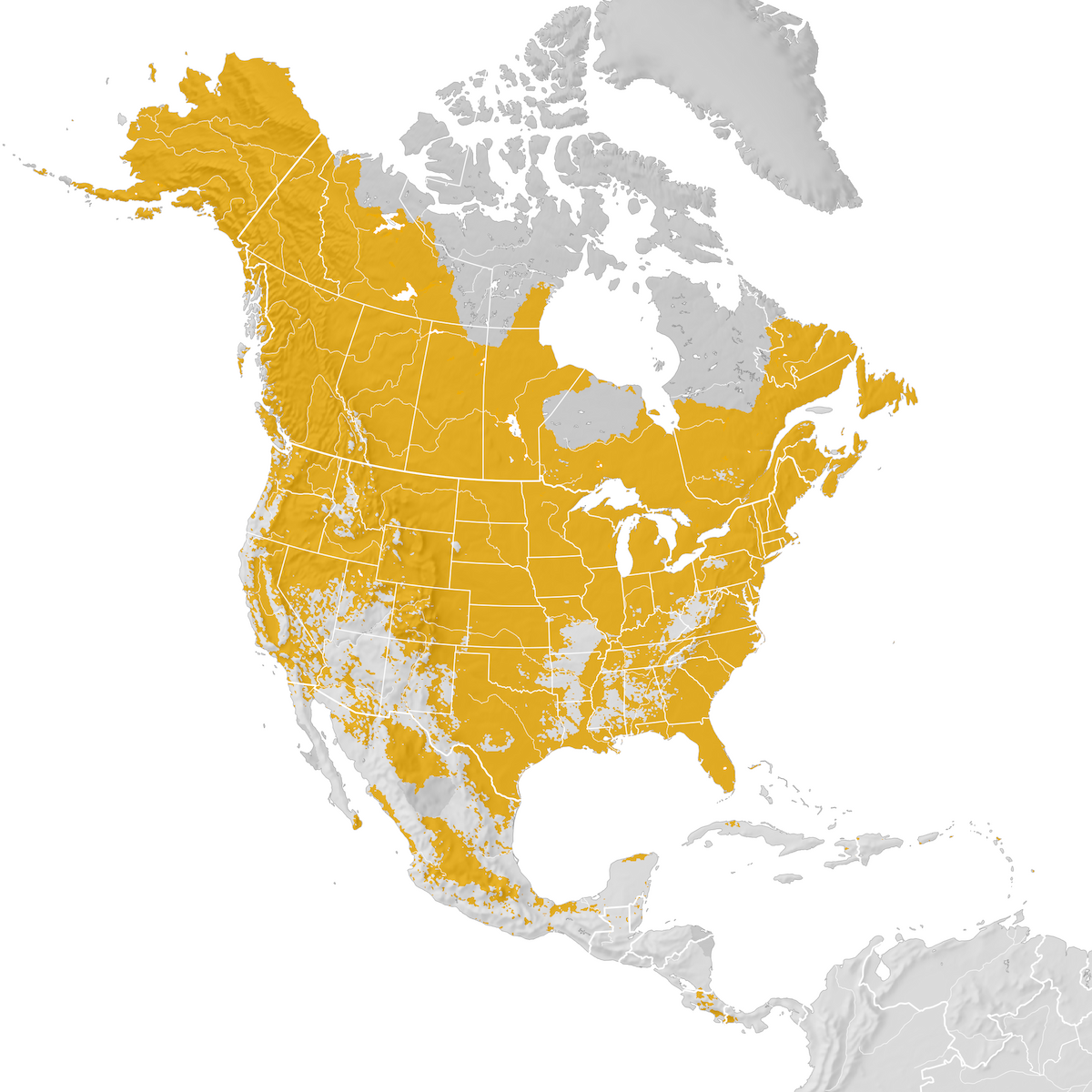 Wilson's Snipe - Range Map: Pre-breeding Migration - EBird Status And ...