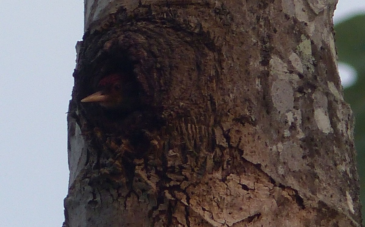 Scarlet-backed Woodpecker - ML203488531