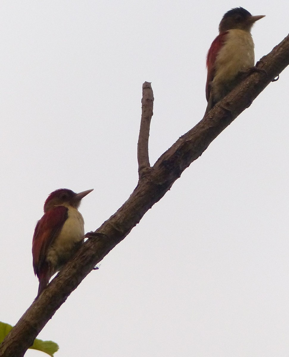 Scarlet-backed Woodpecker - ML203488561