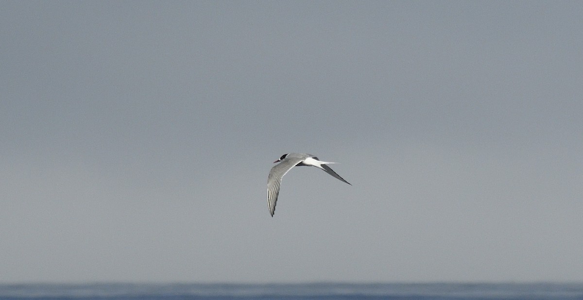 Arctic Tern - Steve Butterworth
