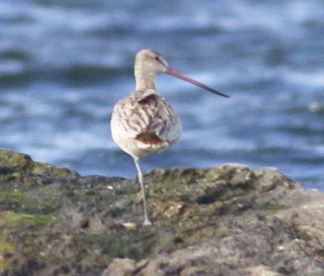 Marbled Godwit - Keith Lowe