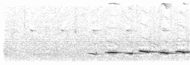 Белобровый торорой - ML203489621