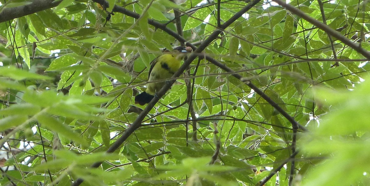 Flame-rumped Tanager - Lisa Brunetti