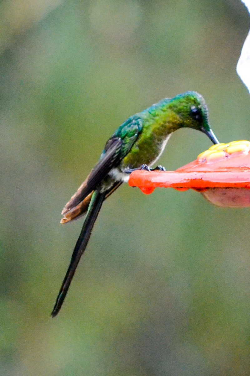 Long-tailed Sylph - ML203497311