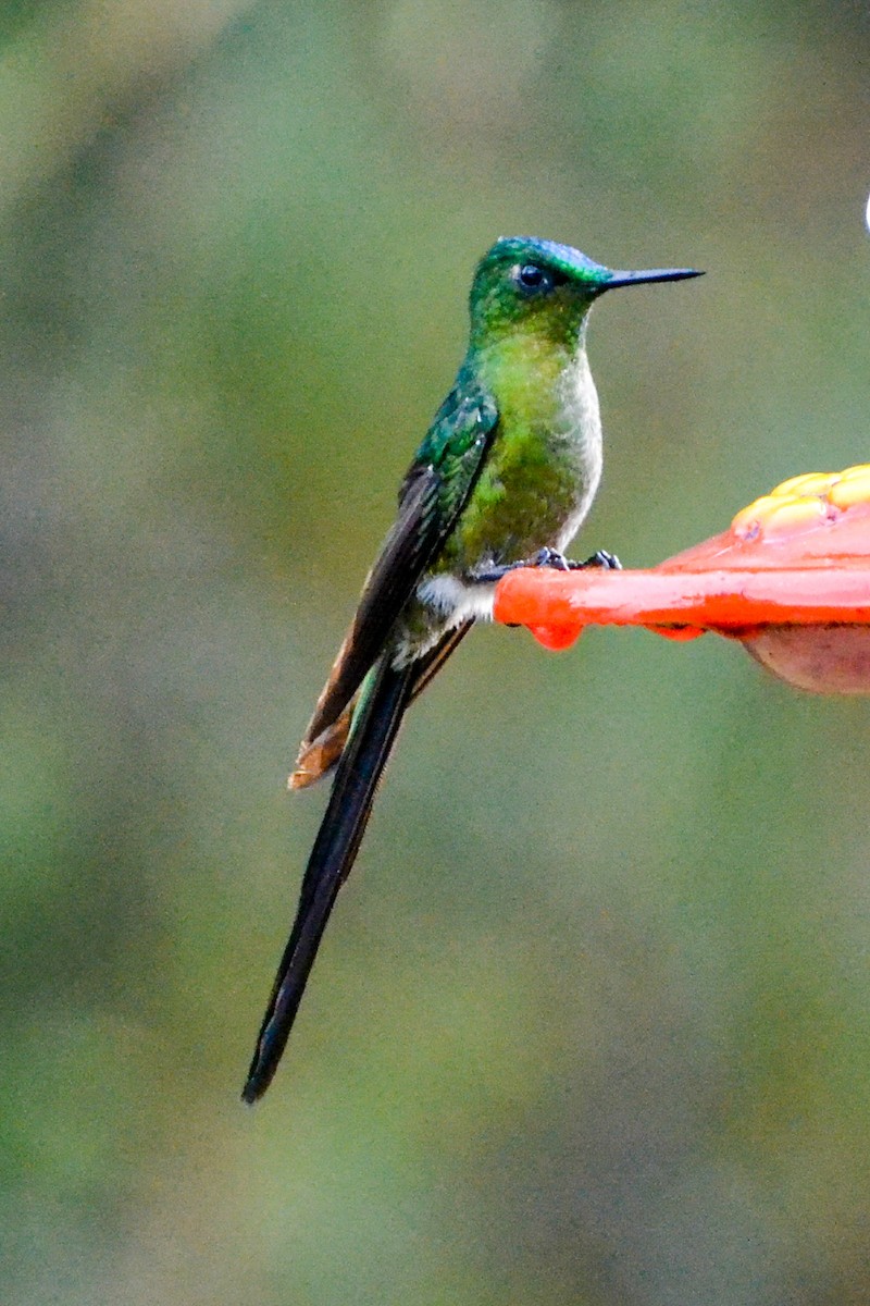 Long-tailed Sylph - ML203497391
