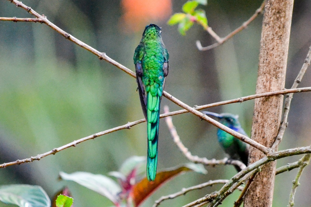 Long-tailed Sylph - ML203497461