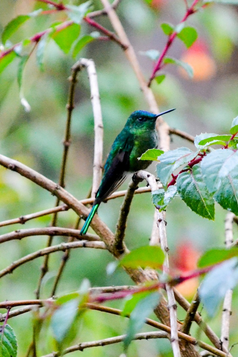 Long-tailed Sylph - ML203497551