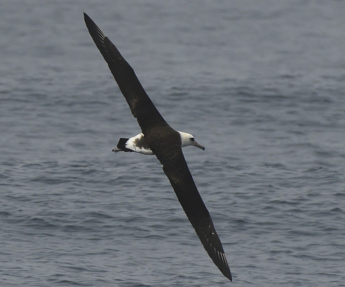 Laysan Albatross - Steve Butterworth