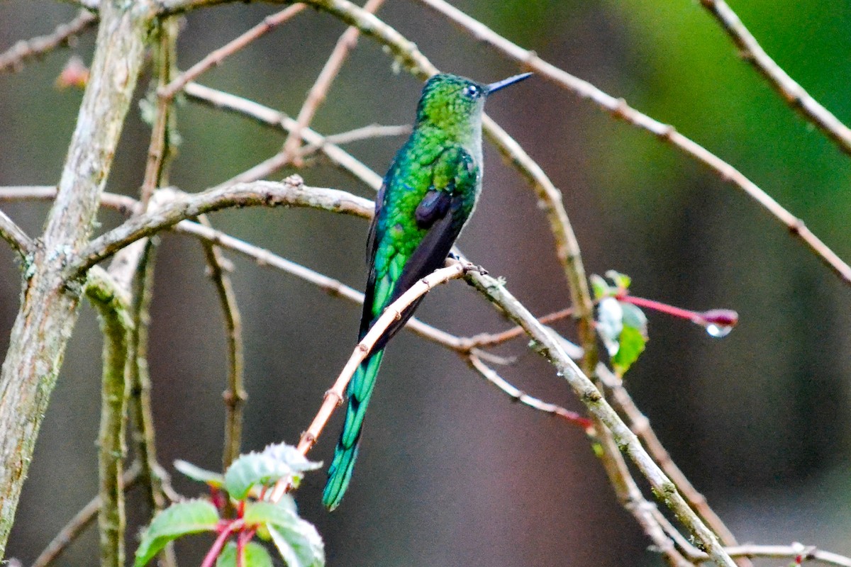 Long-tailed Sylph - Alison Bentley