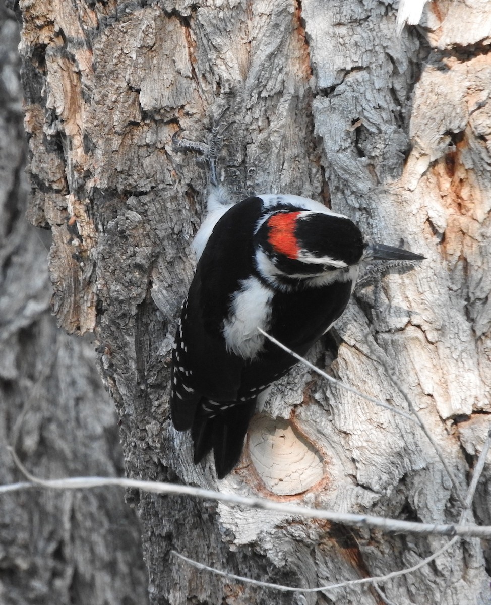 Hairy Woodpecker (Rocky Mts.) - ML20350471