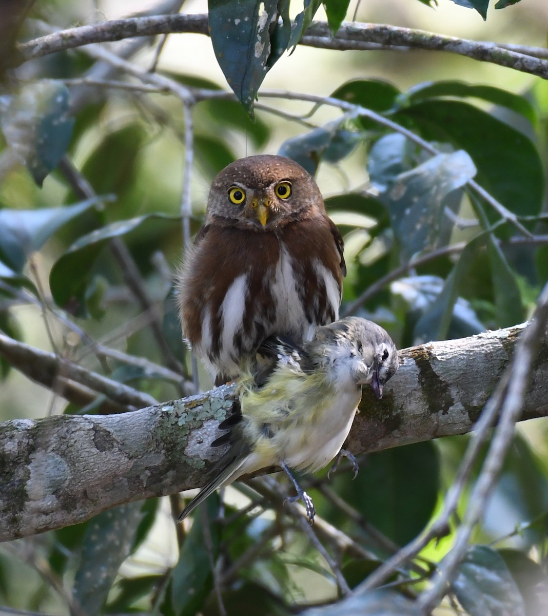 Tamaulipas Pygmy-Owl - ML203505551