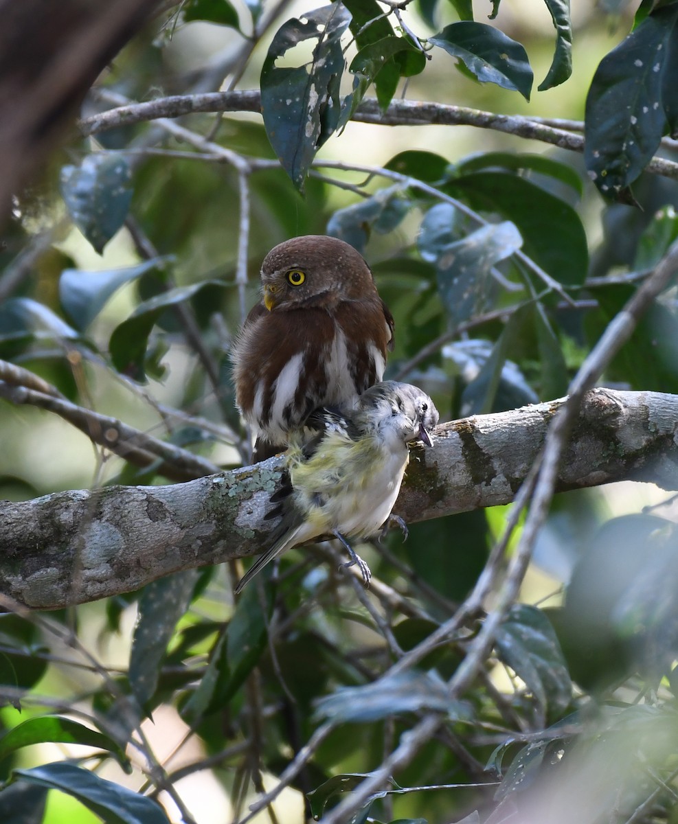 Tamaulipas Pygmy-Owl - ML203505621