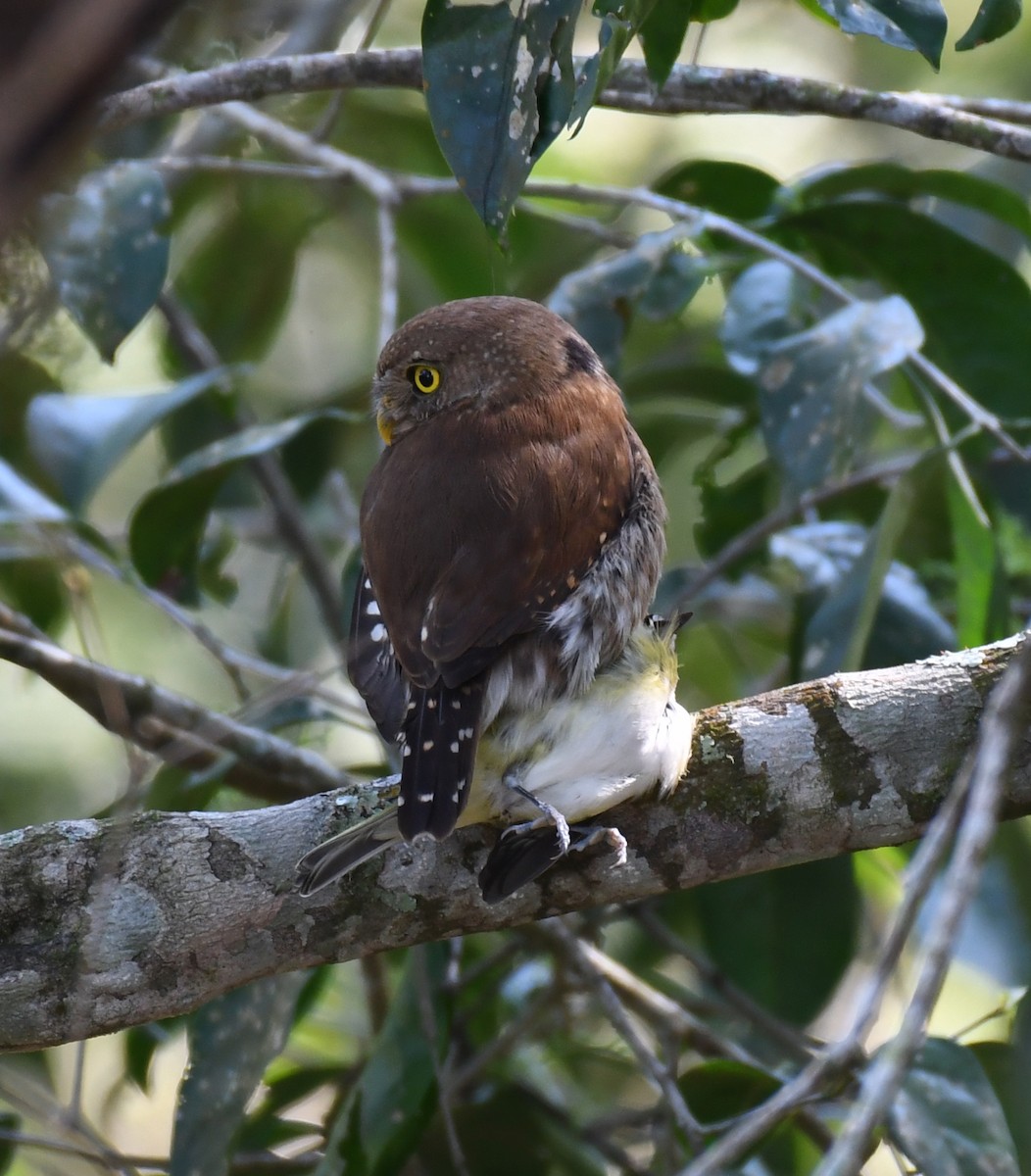 Tamaulipas Pygmy-Owl - ML203505791