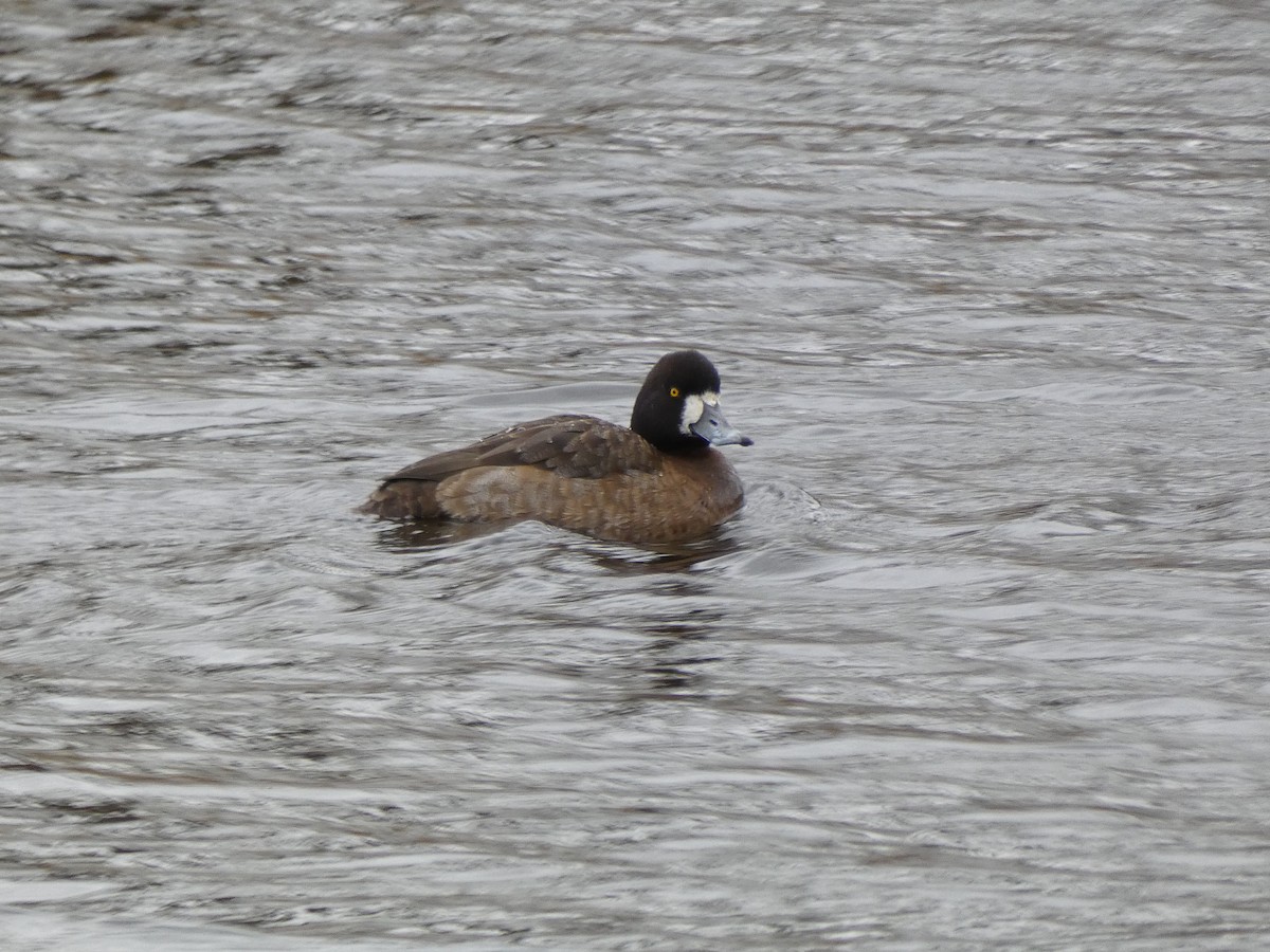Greater Scaup - ML203506811